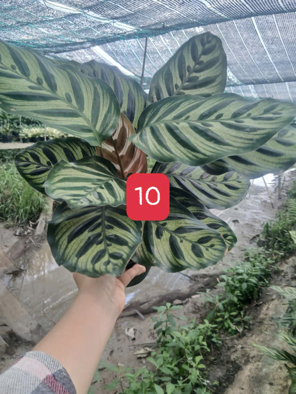 Đuôi công Khổng tước C7