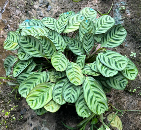 Đuôi công chuồn chuồn